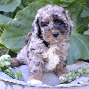 Bernedoodle Puppy Trevor