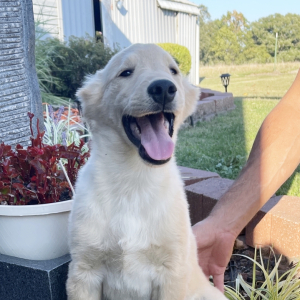 Golden Retriever Puppy Jax