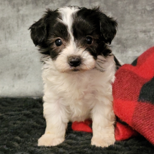 Maltipoo Puppy Charlee