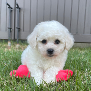 Bichon Frise Puppy Cooper