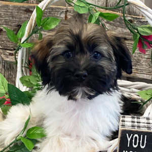 Havanese Puppy Farrah