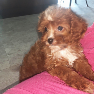 Cavapoo Puppy Autumn