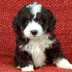 Bernedoodle Puppy Dixie