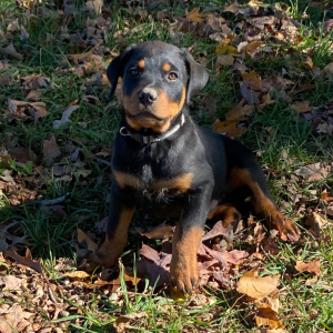 Rottweiler Puppy Bones