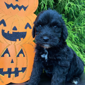 Labradoodle Puppy Leo