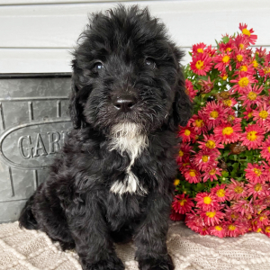 Labradoodle Puppy Leo