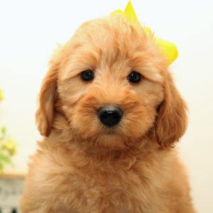 Goldendoodle Puppy Pippin