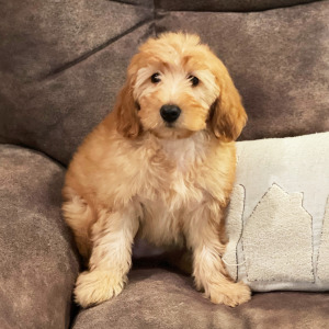 Goldendoodle Puppy Pippin