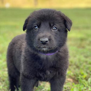 German Shepherd Dog Puppy Sheba