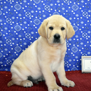Labrador Retriever Puppy Jorge
