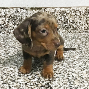 Dachshund Puppy Rob