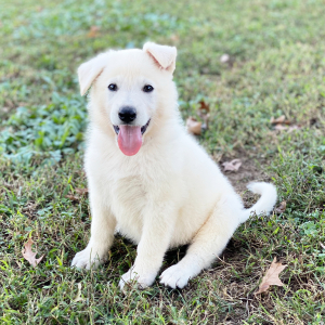 German Shepherd Dog Puppy Falcon