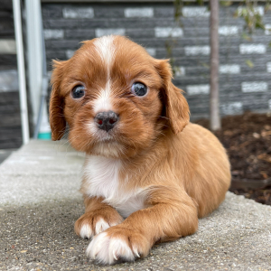Cavalier King Charles Spaniel Puppy Cooper