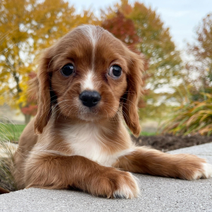 Cavalier King Charles Spaniel Puppy Cooper