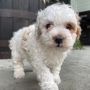 Bichonpoo Puppy Katie