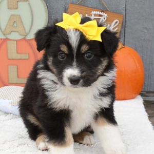 Australian Shepherd Puppy Mavis