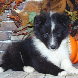 Shetland Sheepdog Puppy Tux
