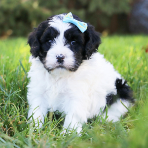 Cavapoo Puppy Maddie