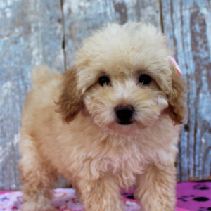 Poodle Puppy Mary