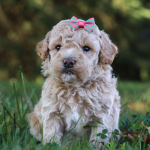 Bichonpoo Puppy Addy