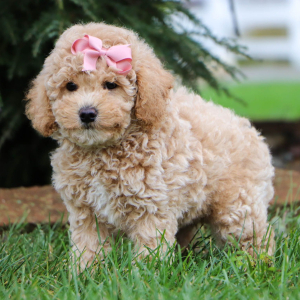 Bichonpoo Puppy Addy