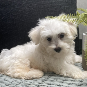 Maltese Puppy Luke