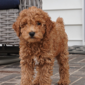 Poodle Puppy Ronnie