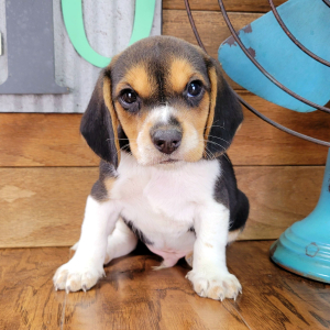 Beagle Puppy Fozzy