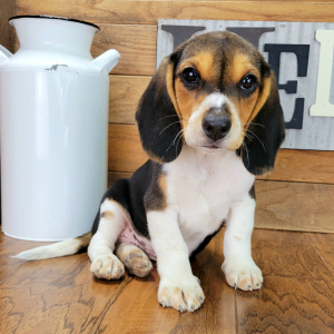 Beagle Puppy Fozzy