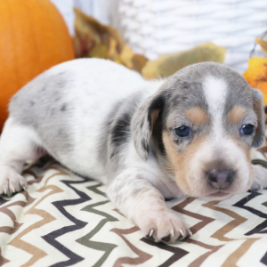 Dachshund Puppy Akeisha