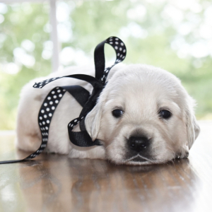Golden Retriever Puppy Kola