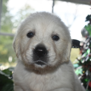 Golden Retriever Puppy Kola