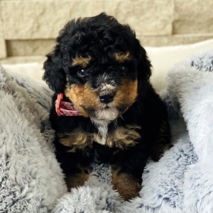 Bernedoodle Puppy Sophe
