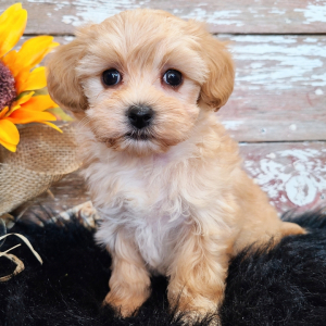 Maltipoo Puppy Pixie