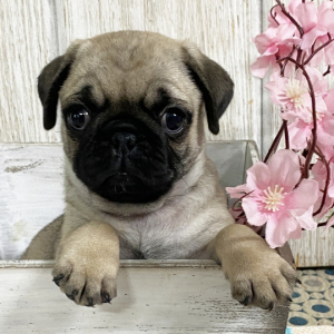 Pug Puppy Nathalia