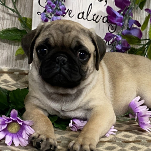 Pug Puppy Nathalia