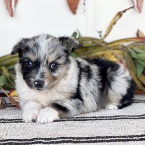 Australian Shepherd Puppy Cinch