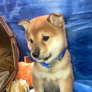 Shiba Inu Puppy Chikao