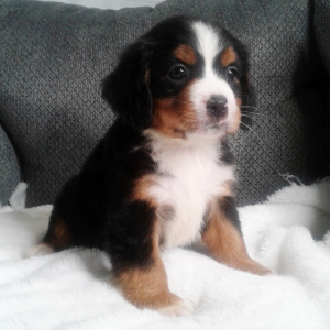 Bernalier Puppy Tink