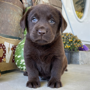 Labrador Retriever Puppy Jeffey