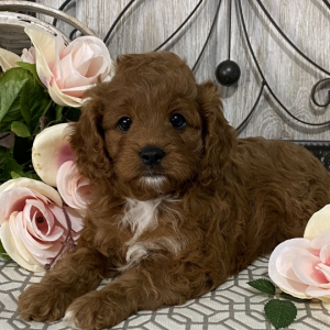 Cavapoo Puppy Nova