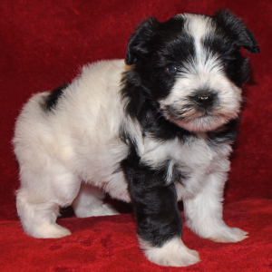Miniature Schnauzer Puppy Priss