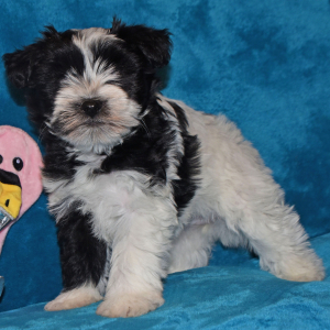 Miniature Schnauzer Puppy Priss