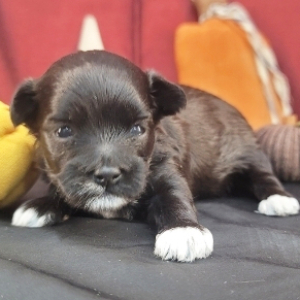 Havapoo Puppy Tyler