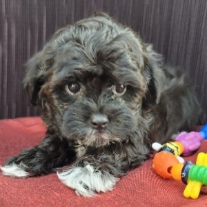 Havapoo Puppy Tyler