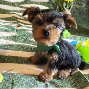 Yorkshire Terrier Puppy Chase