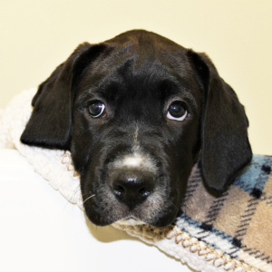 Labernese Puppy Daniel