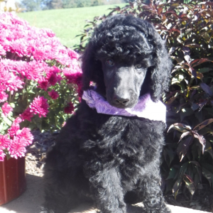 Poodle Puppy Sasha