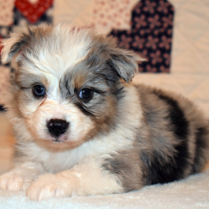 Australian Shepherd Puppy Dax
