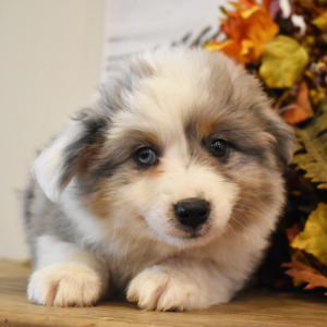 Australian Shepherd Puppy Dax